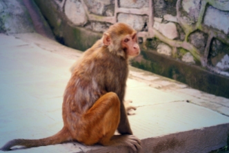 Budhist Monkey - Nonprofit Marketing Photography